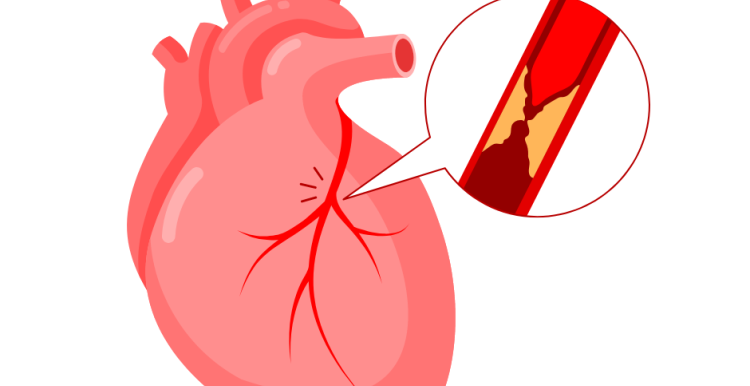 Did you know that your blood vessels could circle the earth ...